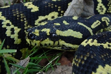 Jungle Carpet Sire