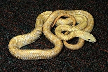Lemon Rat Snake Female.