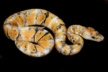 Paradox Albino Ball Python