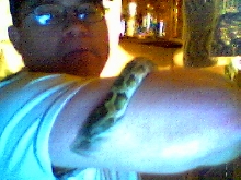 burmese python