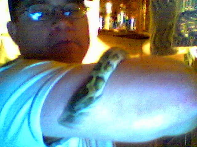 burmese python
