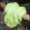 GTP