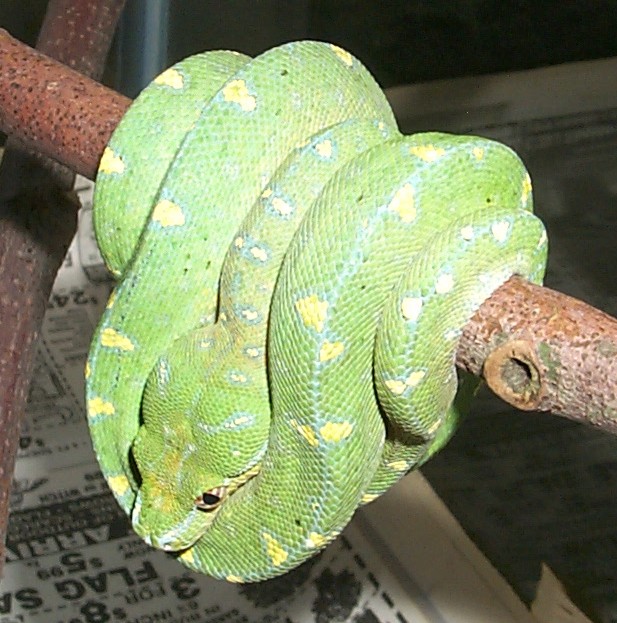 GTP