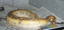 breitensteini