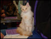 At the Cat Show