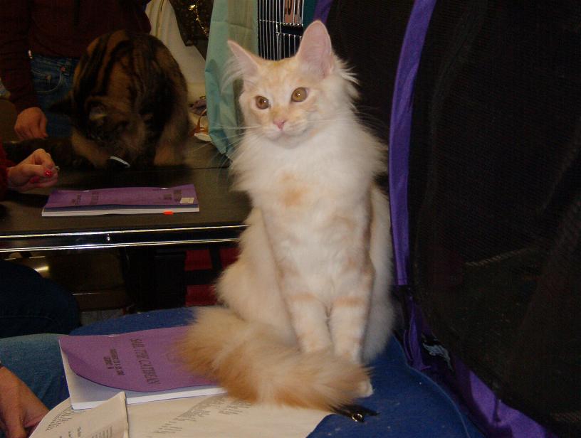At the Cat Show