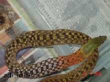 what snake is this??