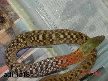 what snake is this??