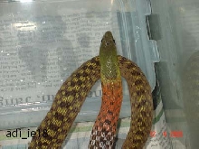 my snake