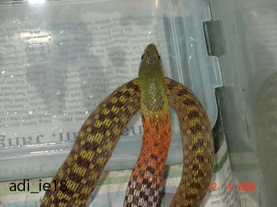 my snake
