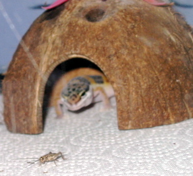 Tango hunting..