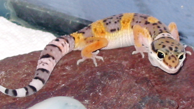 tango on his ro[bleep]..