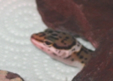 comming out from beneath his ro[bleep]s...