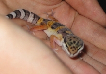 Holding Tango..