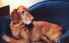 My Dog, Rebel