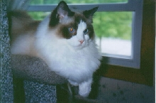 Old Blue Eyes