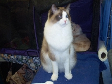 Bandit at the Cat Show