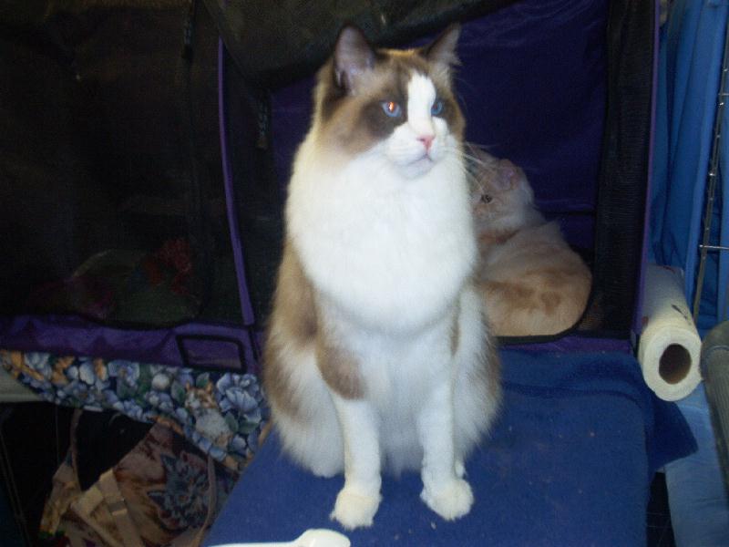 Bandit at the Cat Show