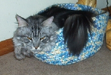 Nicky in Basket Bed