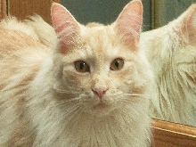 Cameron's Close Up