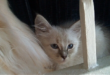 Gabriel