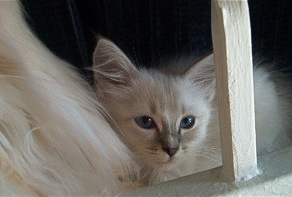 Gabriel