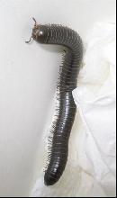 Can anyone tell me what species?