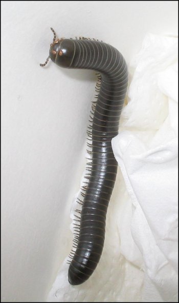 Can anyone tell me what species?
