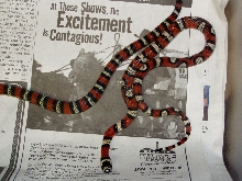 Andean milksnake 1