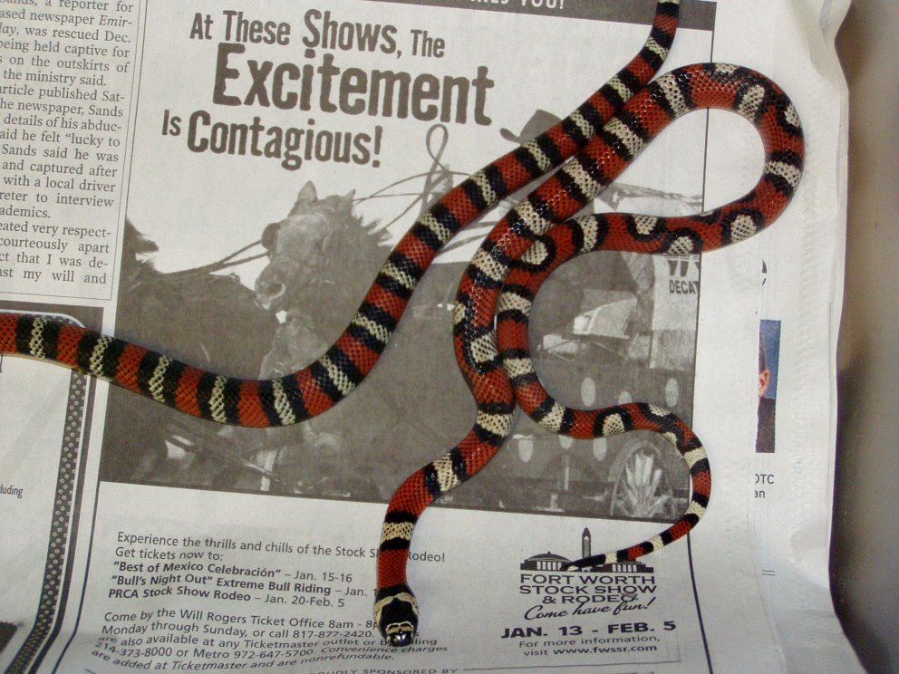 Andean milksnake 1