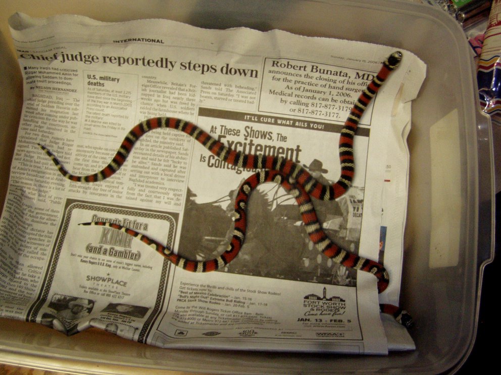 andean milksnake 2