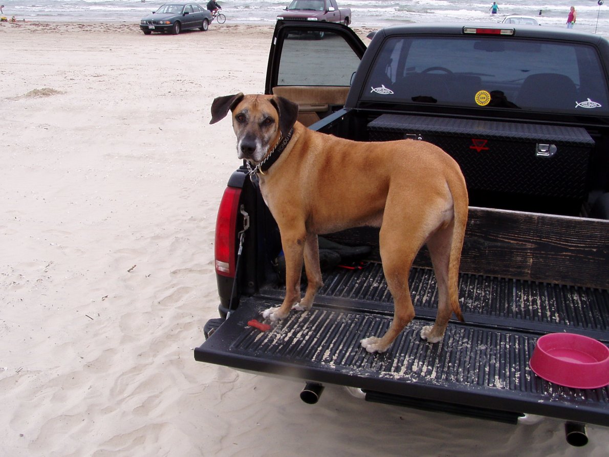 Hondo at the beach
