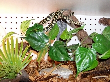 JCP on branch with plants