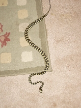 1.0 jungle carpet python on rug