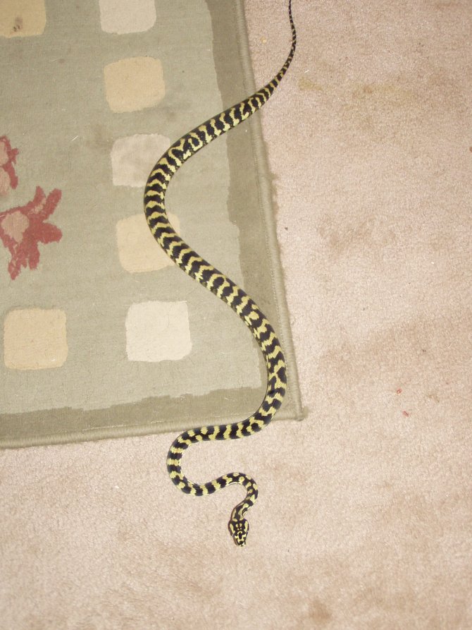 1.0 jungle carpet python on rug