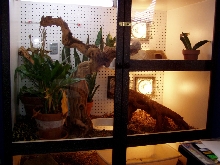 Jungle Carpet Python Cage