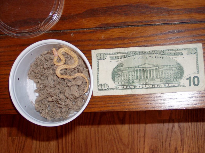albino checkered garter 1