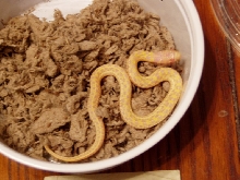 albino checkered garter 2