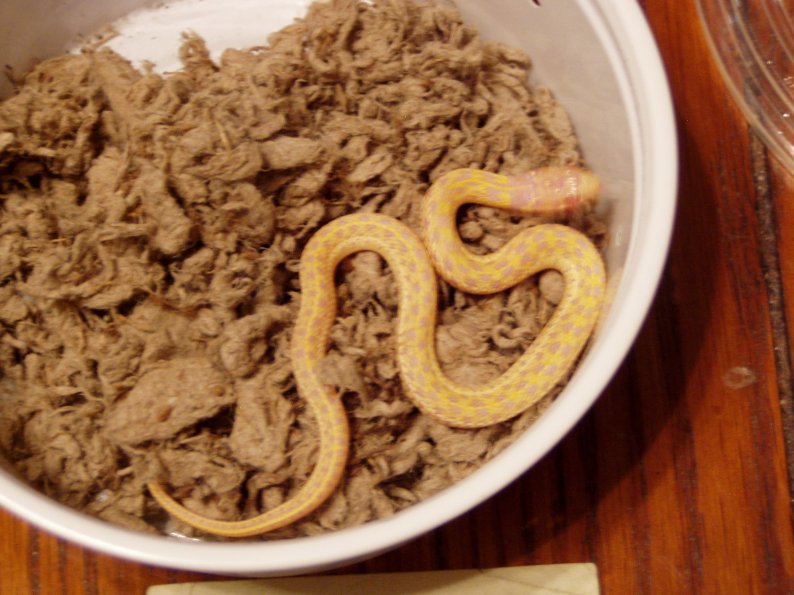 albino checkered garter 2