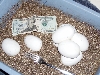 8 Ball Python eggs freshly laid on July 31, 2005
