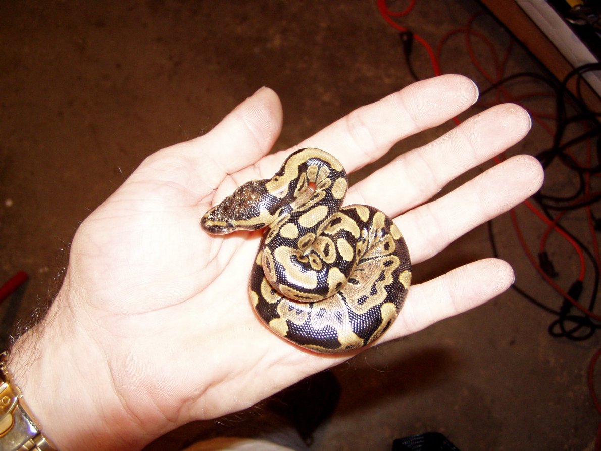 ball in hand