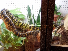 jungle carpet python in cage