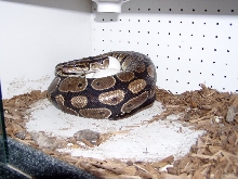 ball python with eggs laid July 31, 2005