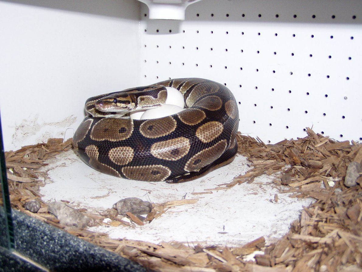 ball python with eggs laid July 31, 2005