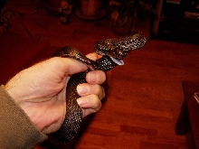 black pine snake