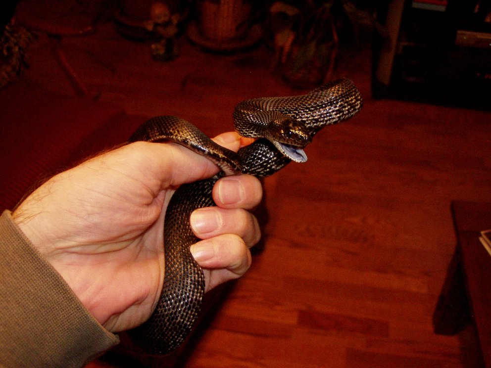 black pine snake