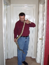 normal bullsnake