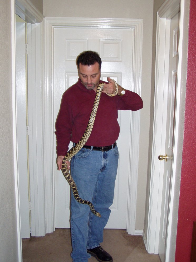 normal bullsnake