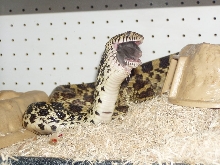 bullsnake rat