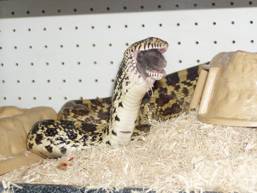 bullsnake rat